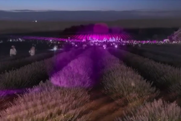 Campos de Lavanda